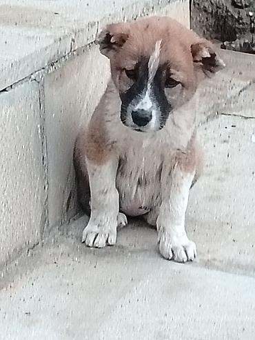 Qurdbasar, 1 ay lalafo.az -da Qurdbasar, 1 ay