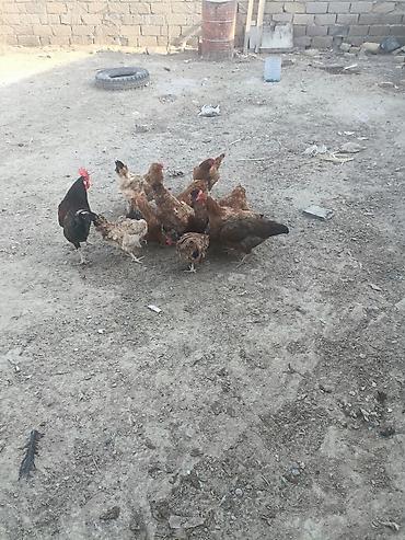 brama toyuqları: Курица, Для яиц — 1