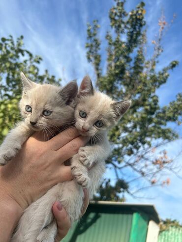 цена вислоухих котят: Отдаю котят в добрые руки за бесплатно