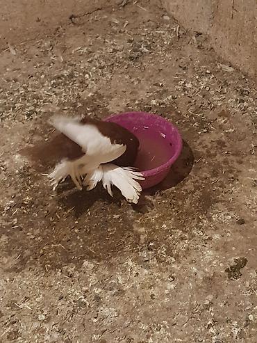 Pişiklər: Pişiklər -da lalafo.az — 11 Pişiklər: Pişiklər — 11