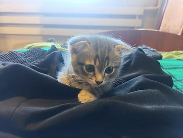 Продажа кошек: 🐾 Пушистое счастье ищет дом! 🏡 потрясающая девочка ушки стоячие — 2