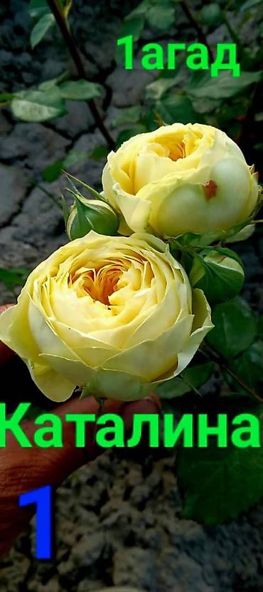 Роза: Саженцы — 4