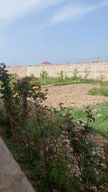 binəqədi həyət evi: Kənd təsərrüfatı, Mülkiyyətçi, Kupça (Çıxarış)