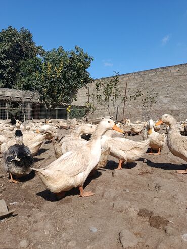 Digər quşlar: Satılır: PEKIN-KUBAN sortu ördəklər ✅ Sağlam, təmiz və tez inkişaf -da lalafo.az — 8 Digər quşlar: Satılır: PEKIN-KUBAN sortu ördəklər ✅ Sağlam, təmiz və tez inkişaf — 8