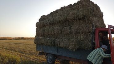 замороженная кукуруза: Клевер аралаш доставка есть