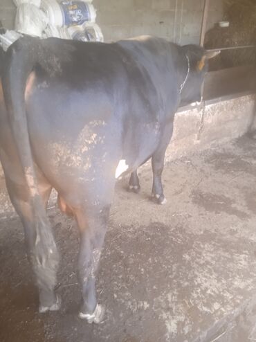 корова молоко литор 10: Продаю | Бык (самец)
