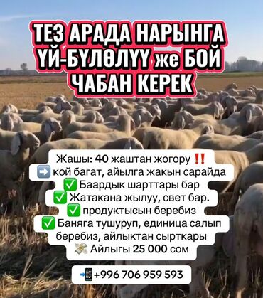 работа гидом: Требуется Пастух, Оплата Ежемесячно, Питание
