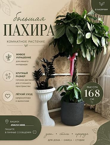 пахира цветок: Большая пахира (комнатное растение) - Высота: 168 см - Крупный — 1