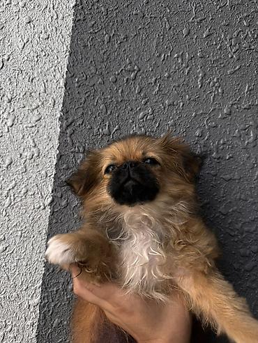 sibir itleri: Pekines, 3 ay, Dişi — 1