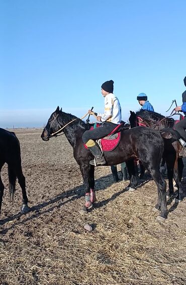 Лошади, кони: Продаю | Конь (самец) | Конный спорт — 3