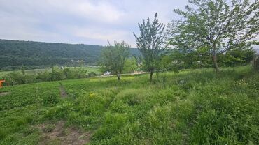 Torpaq sahələrinin satışı: 40 sot, Tikinti, Mülkiyyətçi, Kupça (Çıxarış) — 8