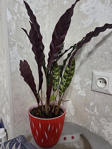 Драцены и Сансевиерии: Сансевиерия (Sansevieria, «щучий хвост») в горшке. Описание: - — 11