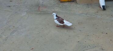 Göyərçinlər: Sari qara cutdu.sarinin ata anasi 6 saat ucur .cutu 45manata.pavlin 10 — 8