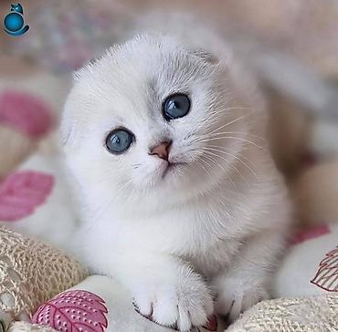 Pişiklər: Şotland yastı qulaq, Erkək, Dişi, Yaxşı əllərə, Ünvandan götürmə, Pulsuz çatdırılma, Ödənişli çatdırılma — 5