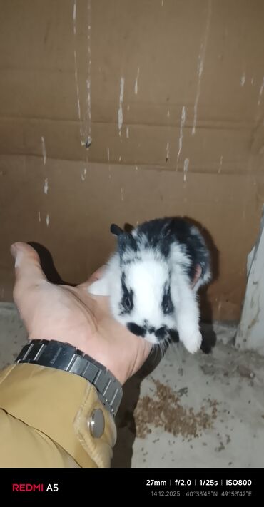 Gəmiricilər: Salam dovşan balaları satılır. Sevdiklərinizi yeni ilde sevindirmək — 10