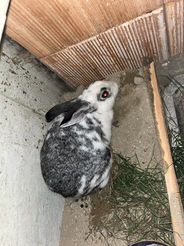 Dovşanlar: Qiymet 5 manatdan 27 manata kimi dir 5 manata balalar 10 manata erkey — 3