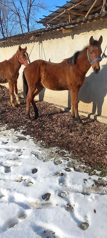 Продажа домов: Дом, 300 м², 5 комнат, Собственник, Косметический ремонт at lalafo.kg — 15 Продажа домов: Дом, 300 м², 5 комнат, Собственник, Косметический ремонт — 15