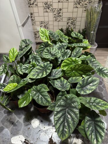 где купить водоросли для аквариума: Алоказия "Драконья кожа" (Alocasia 'Dragon Scale') в горшках.Описание