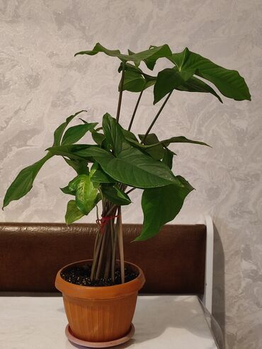 Другие комнатные растения: Продаю цветы — 2