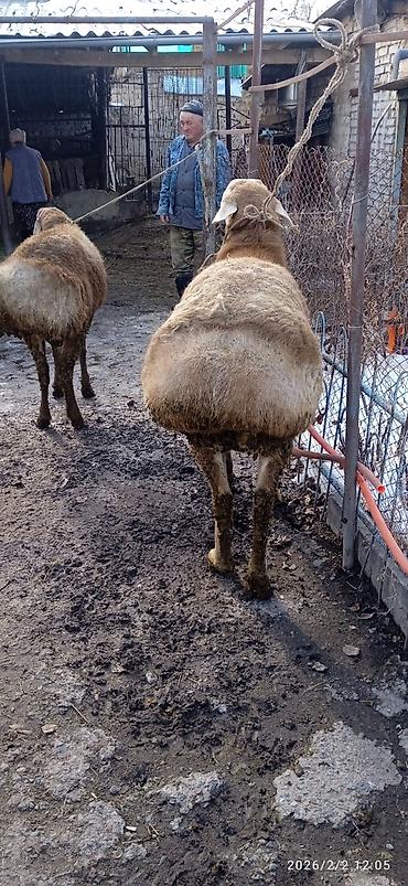 Баран, овца: Продаю | Овца (самка) | Арашан | Для разведения | Племенные — 3