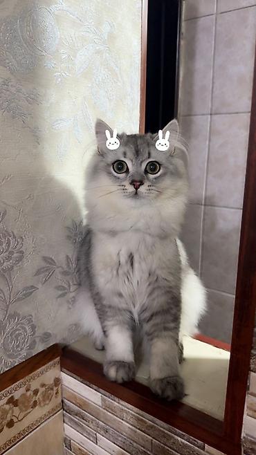 сибирский кот: Ищем невесту сибирскую — 1