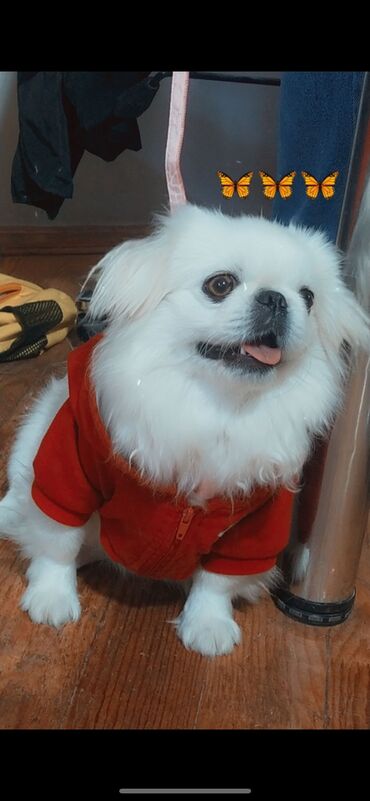 pekines itlər: Pekines, 1 il, Dişi, Ünvandan götürmə