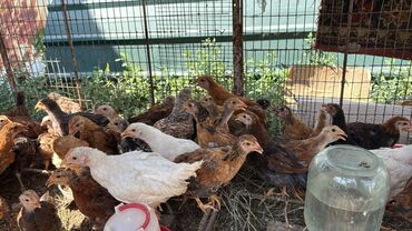 индюк талас: Продаю цыплят разных возрастов Бишкек