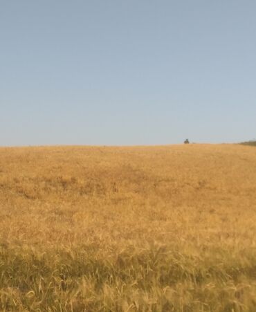 astarada torpaq: Kənd təsərrüfatı, Mülkiyyətçi, Kupça (Çıxarış)