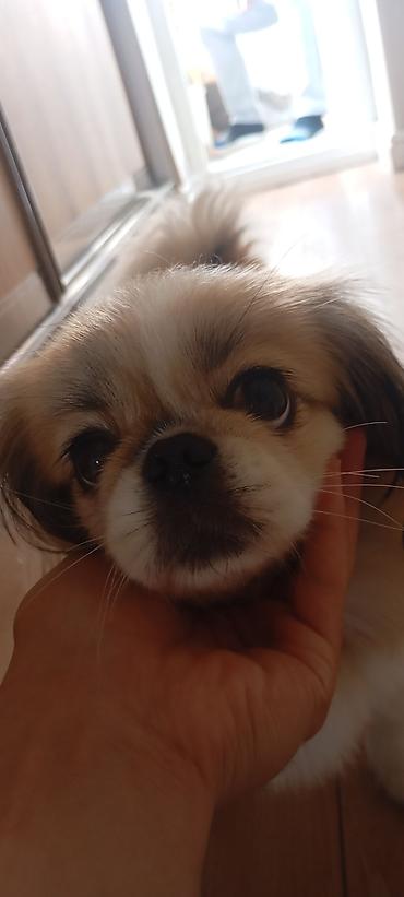 tap az it: Pekines — 2