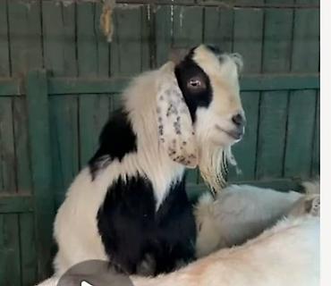 Козы, козлы: Продаю | Козлёнок | Для разведения — 15