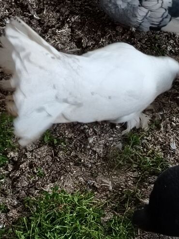 Göyərçinlər: Məhsul: Qüvərcinlər (dekorativ və uçuş növləri) Təsvir: - Rənglər — 6