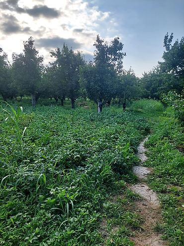 balakən: 64 sot, Kənd təsərrüfatı, Mülkiyyətçi, Kupça (Çıxarış) — 5