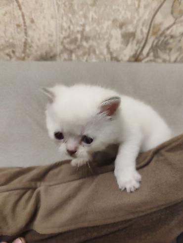 Pişiklər: Britan, Dişi — 22