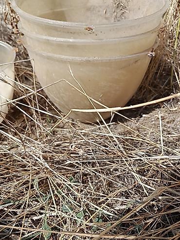 Горшки для растений: Böyük plastik çiçək qabı.4 dənədir Böyük qablardır Böyük bağlara və — 4