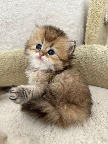 Pişiklər: Şinşilla — 1