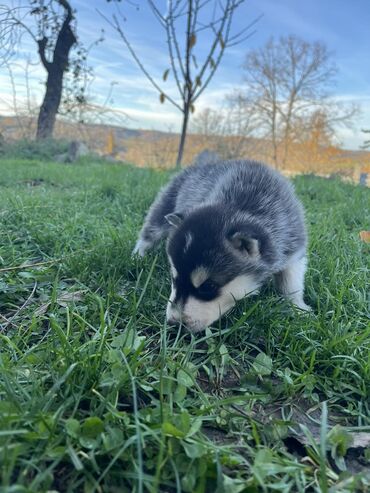 Psi: Sibirsky haski štenci - Leglo prelepih štenaca sibirskog haskija na lalafo.rs — 13 Psi: Sibirsky haski štenci - Leglo prelepih štenaca sibirskog haskija — 13