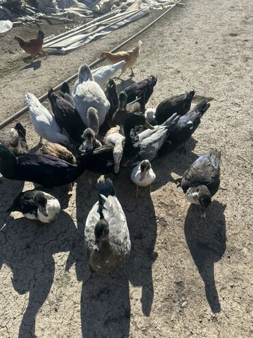 Ördəklər: Salam Aleykum Satılır Ördək Qaz Ördək Cücəsi Toyoq 36 Ədəd Lal Ördək — 34