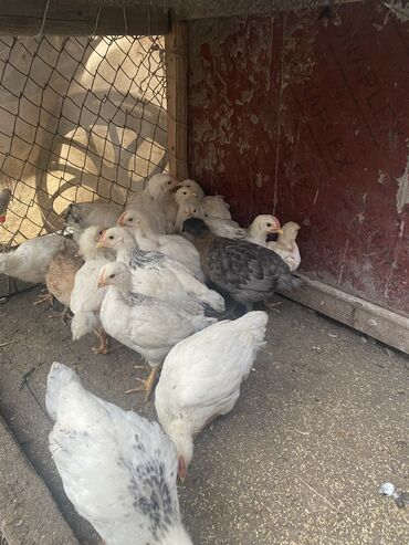цыплята ломан браун: Продаю | Куры, Петух, Цыплята | На забой, Для разведения, Несушки