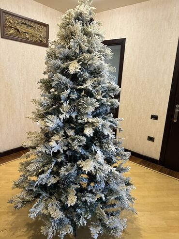 Yeni il ağacları: Qarlı Yenil ağacı – şam qozalarıda var üzerinde. Hündürlük- 2,1 -da lalafo.az — 8 Yeni il ağacları: Qarlı Yenil ağacı – şam qozalarıda var üzerinde. Hündürlük- 2,1 — 8