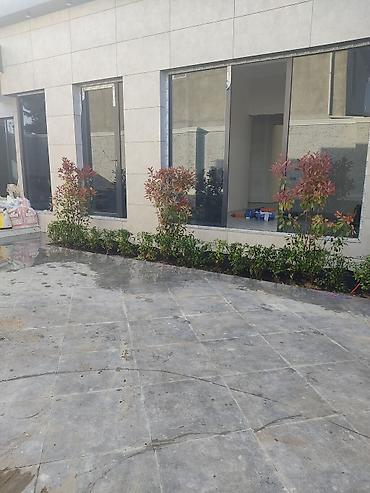 Tinglər: Dekorativ ağaclar gül çiçək qazon torf torpaq ağdaşlar satşi ağacların -da lalafo.az — 15 Tinglər: Dekorativ ağaclar gül çiçək qazon torf torpaq ağdaşlar satşi ağacların — 15