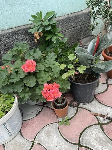 Бөлмө өсүмдүктөрү: Коллекция комнатных и садовых растений в горшках. В составе: - — 2