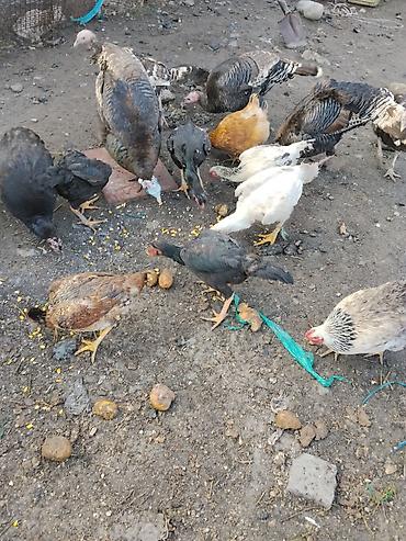 Другие с/х животные: Продаются сельскохозяйственные птицы смешанного поголовья для — 8