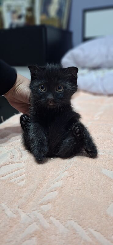 отдам в добрые руки: Британская вислоухая, Самец, В добрые руки