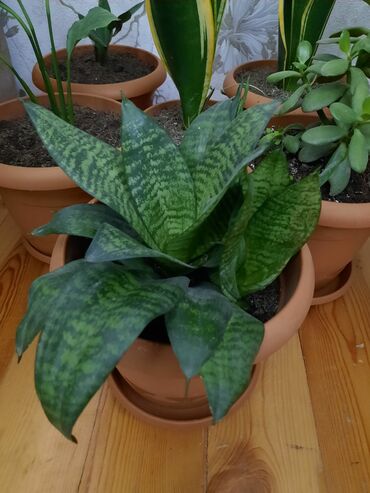 dibcek gul: Dörd müxtəlif növ ev bitkisi dəsti. Dəstə ilan bitkisi (Sansevieria)