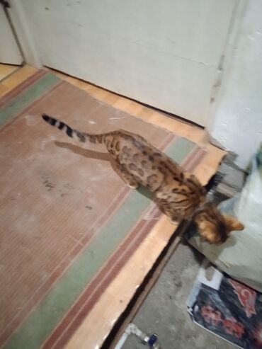 кошки на продажу: Продаю кошку ей всего год парода бенгальскиая