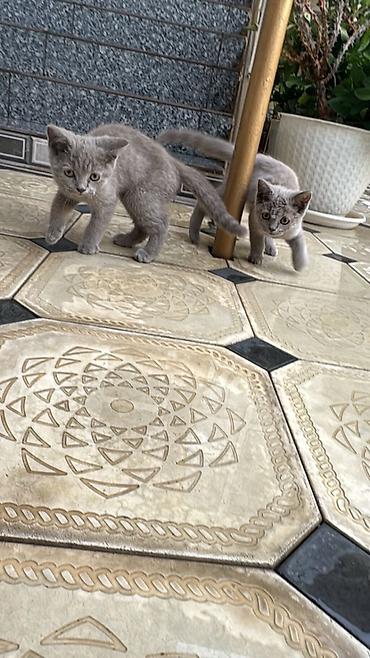 Животные: 2 шт Британские короткошёрстные котята, окрас голубой (серый). - — 3