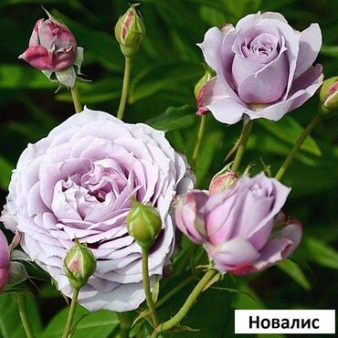 Садовые цветы и кустарники: Саженцы цветка: Розы, Самовывоз, Бесплатная доставка — 22