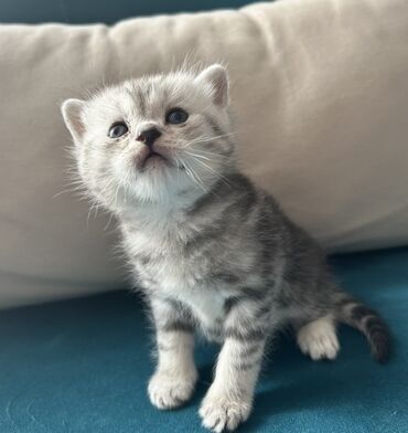 Pişiklər: Şotland, Erkək — 8