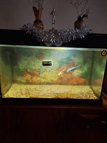 akvarium daslari: Dördbucaq akvarium, Boş, 100 l, Ünvandan götürmə — 1