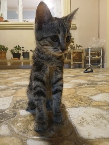 pişik cutləşdirilir: Dişi, Yaxşı əllərə